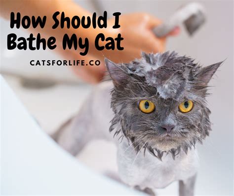 Bathe A Greasy Cat