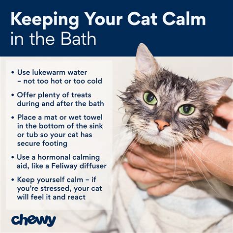 Bathe Cat How Often
