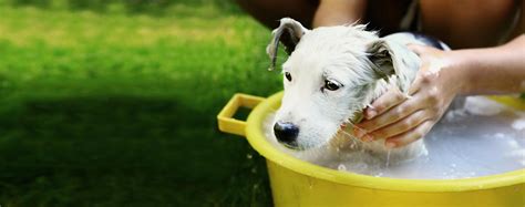 Bathe Dog For Fleas