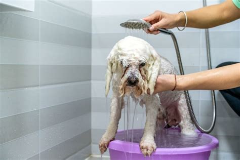 Bathing A Young Puppy