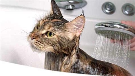 Bathing Cat Every Day
