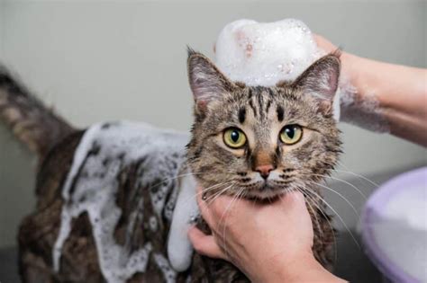 Bathing Cat Shampoo