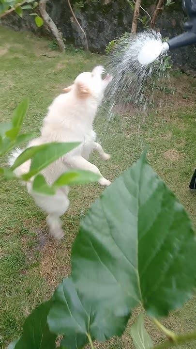 Bathing Japanese Spitz