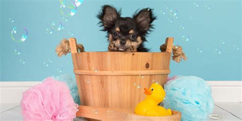 Bathing Puppies At 5 Weeks