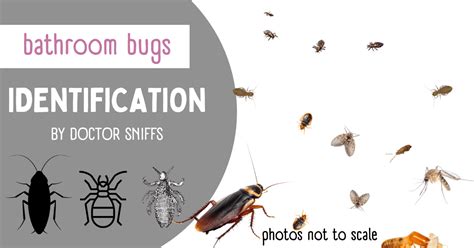Pin by Ma Rodriguez on Bugz Bug identification, Insect identification