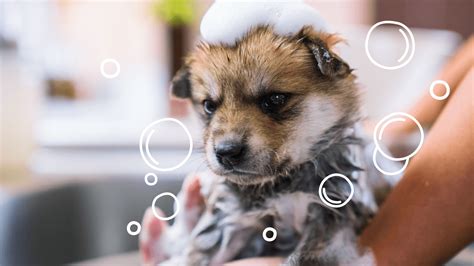 Baths For Puppies