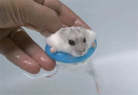 Bathtubs For Hamsters