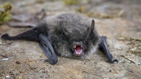 Bats And Rabies