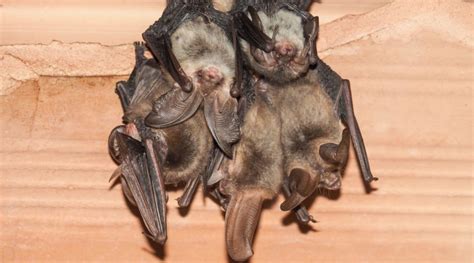 bats animal control