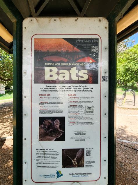 Bats Austin Time Of Year
