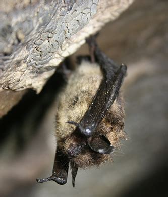 Bats Hibernate And Migrate