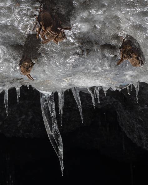 Bats Hibernate In The Winter