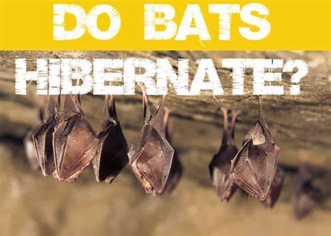 Bats Hibernate Or Migrate