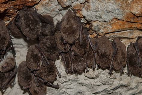 Bats Hibernating In Caves