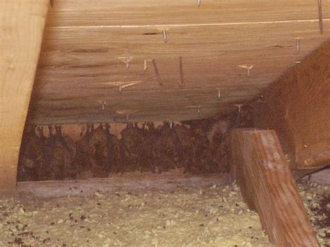 bats in attic problems