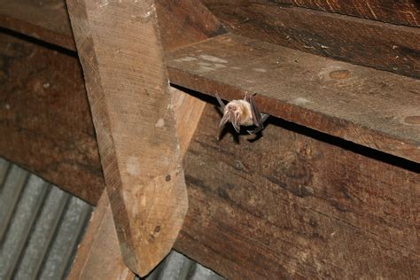 persianwildlife.us:bats in attic problems