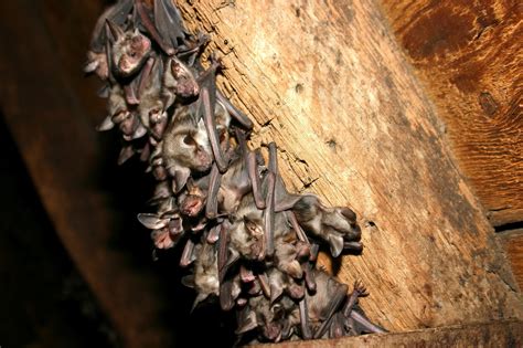 home.furnitureanddecorny.com:bats in attic problems