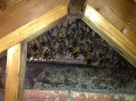 beautifulscience.info:bats in attic problems