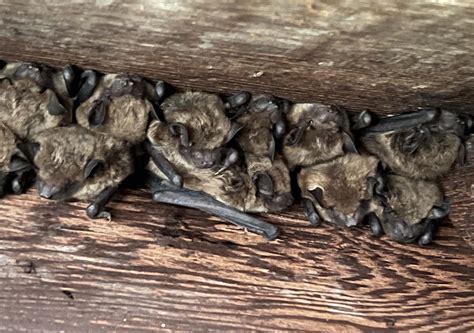Bats In Simi Valley