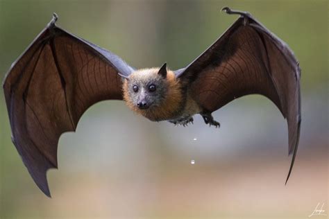 bats in sydney australia