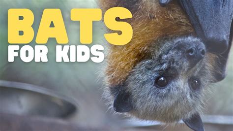 Bats Kid Friendly Facts