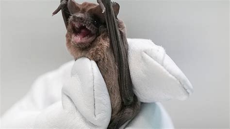 Bats Native To Houston