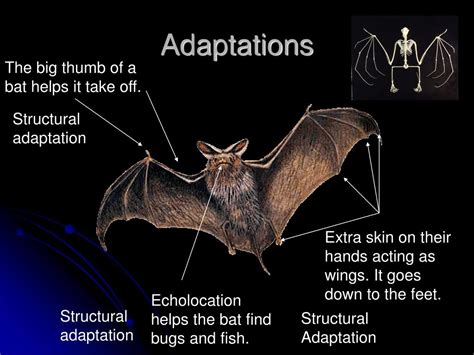 Bats Physical Adaptations