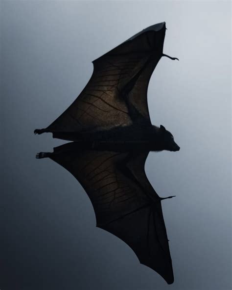 Bats Vision At Night