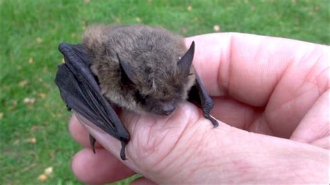 Bats_Test_Description