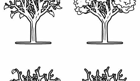 Winter Tree Coloring Pages Collection – Trees Coloring Collection