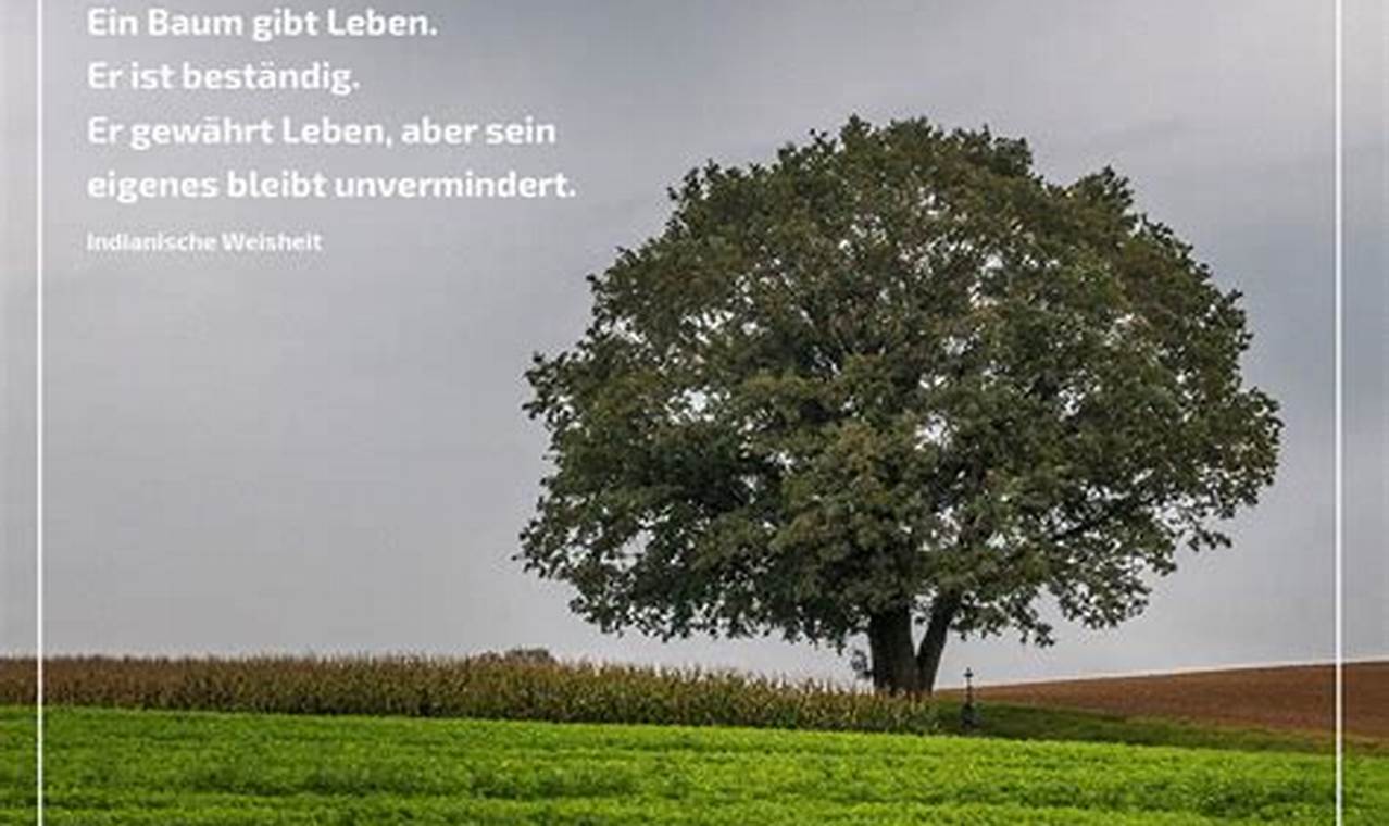 Baumspruchleben