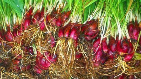 Bawang Dayak