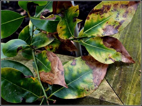 Bay Laurel Tree Problems