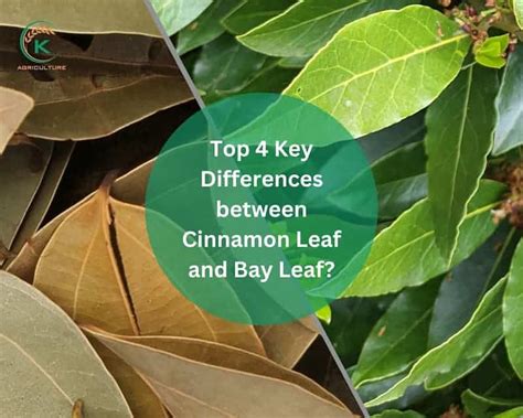 Bay Leaf And Cinnamon Tree Are Same