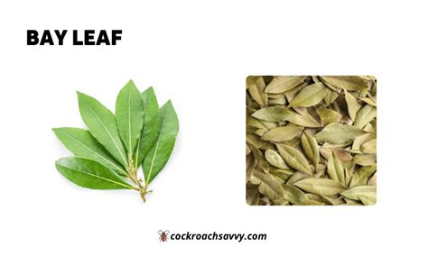Bay Leaf For Roaches