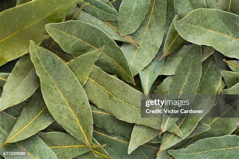 Bay Leaf I. Spanish