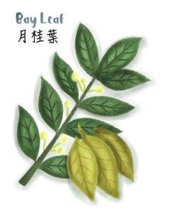 Bay Leaf In Chinese Version