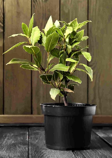 Bay Leaf Live Plant