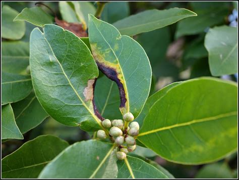 Bay Leaf Not Growing