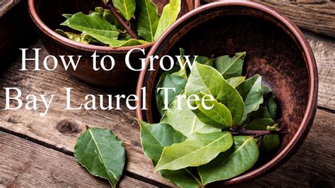 Bay Leaf Tree Growth Rate