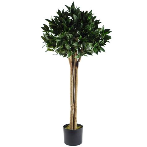 Bay Leaf Tree Homebase