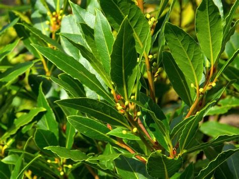 Bay Leaf Varieties
