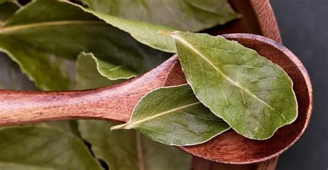 Bay Leaves Kill Ants