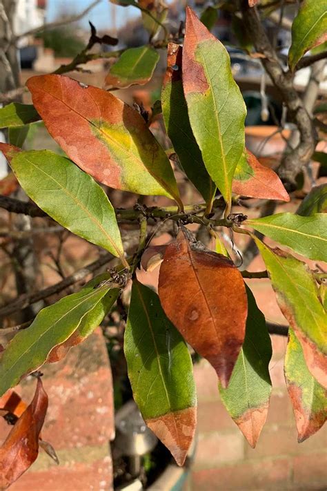 Bay Tree Rusty Leaves