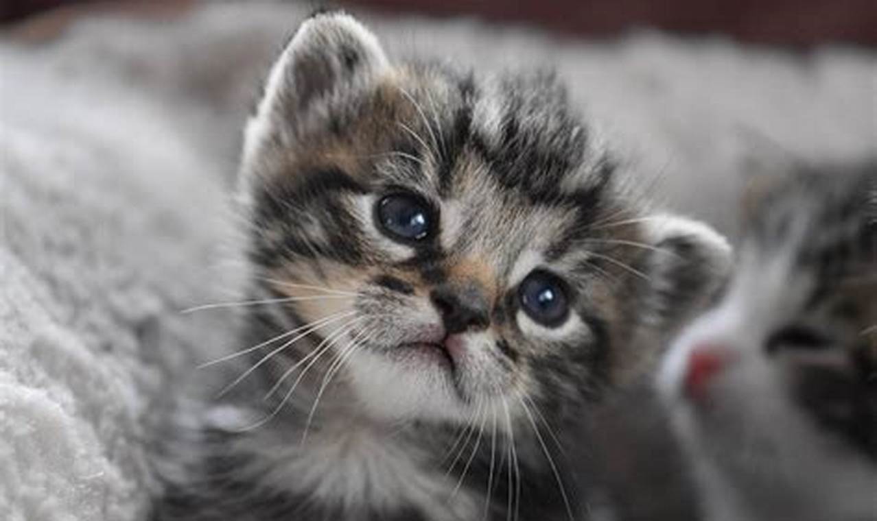 Cara Merawat Bayi Kucing: Panduan Lengkap untuk Pemilik Baru