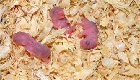 gambar bayi hamster baru lahir