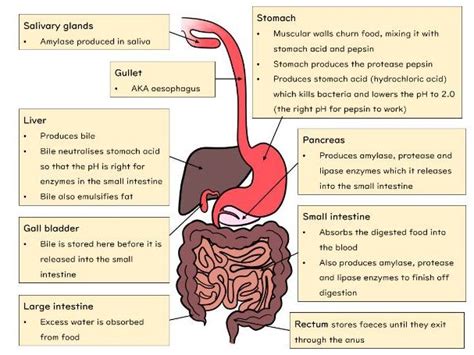 bbc bitesize digestive system gcse aqa