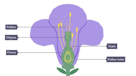 bbc bitesize ks3 biology plants