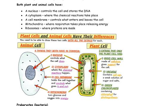 bbc bitesize ks3 science biology cells