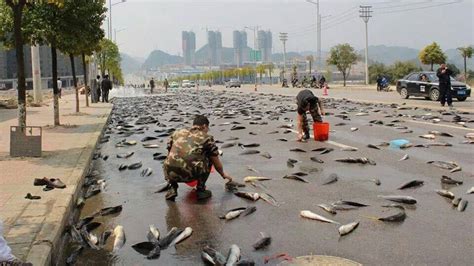 bbc news it rained fish in thailand today